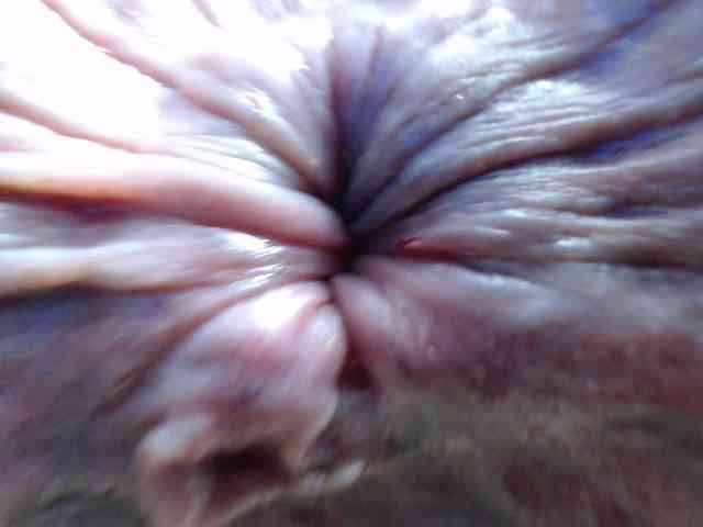 rosebbw6969 webcam