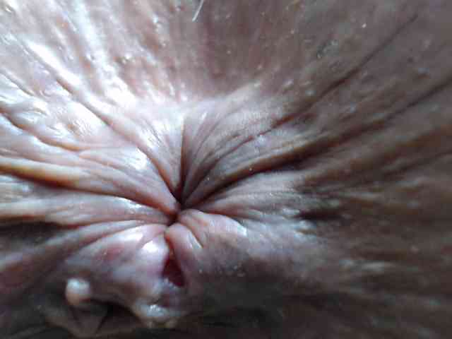 rosebbw6969 webcam