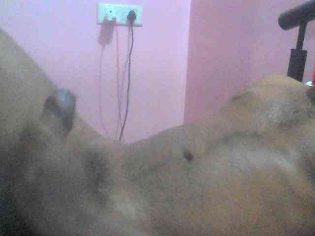 Rajbigbull