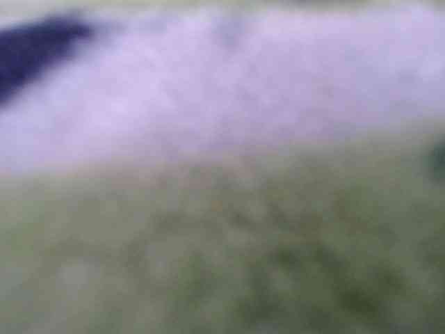 prince1 webcam
