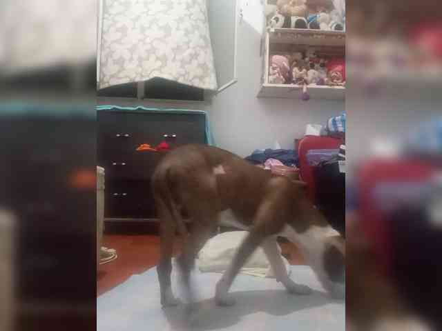 Yanca1