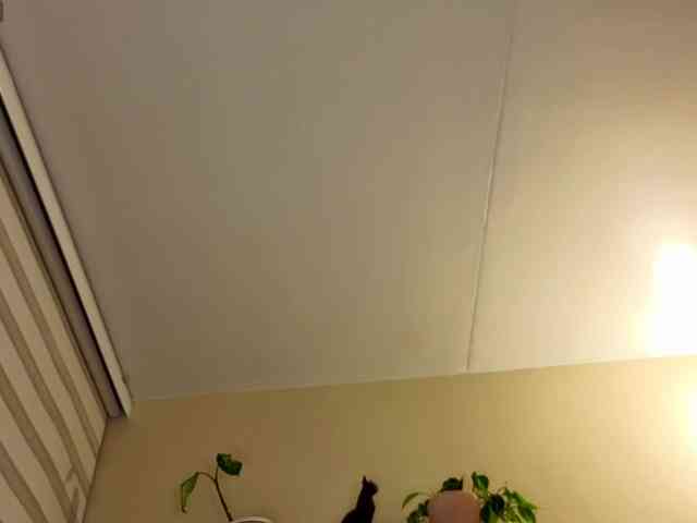 sweetlhy webcam