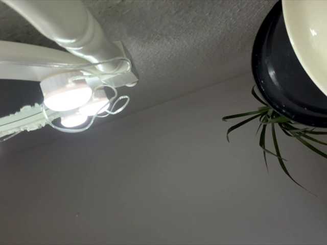lisasmall live cam on BongaCams