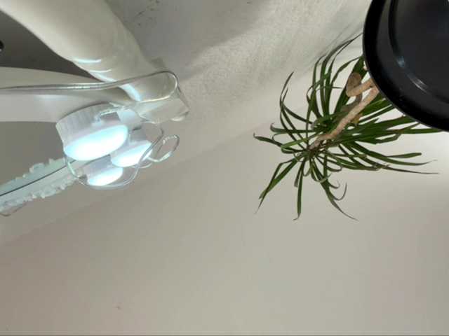 lisasmall live cam on BongaCams