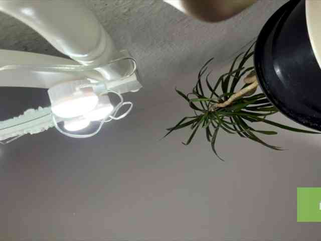lisasmall webcam