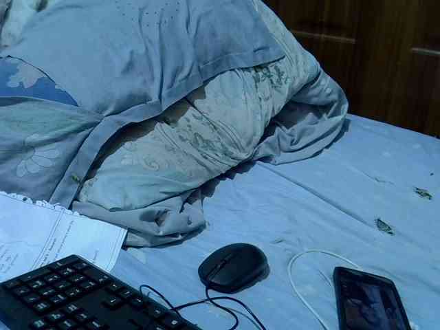 sweetelle webcam