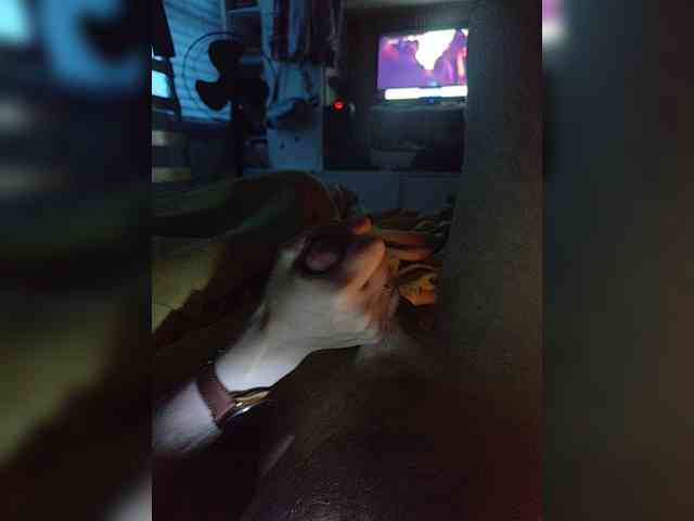 Incognitosexy webcam