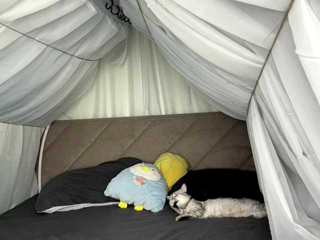 NoreenSemetara live cam on BongaCams
