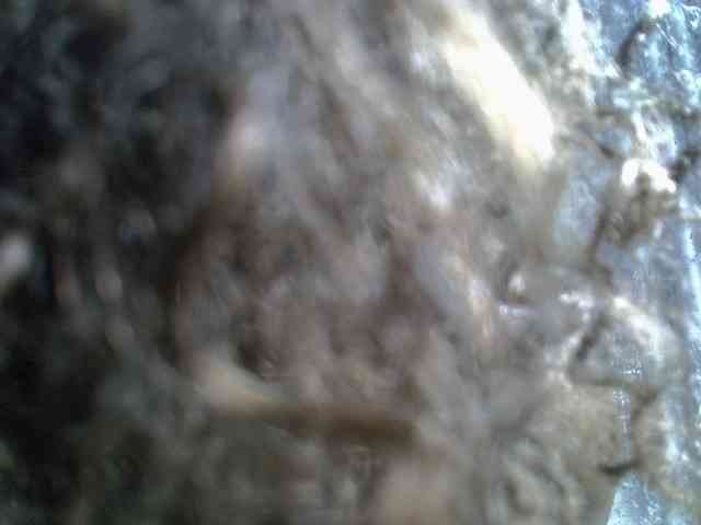 Sassyjuma webcam