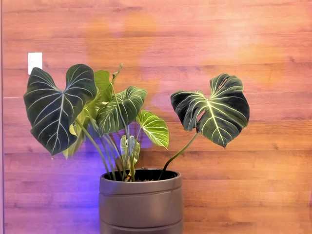 Reyasimos live webcam show