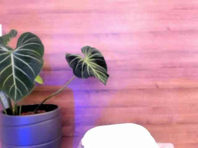 Reeyasimos webcam