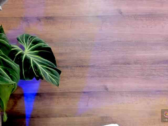 Reeyasimos webcam