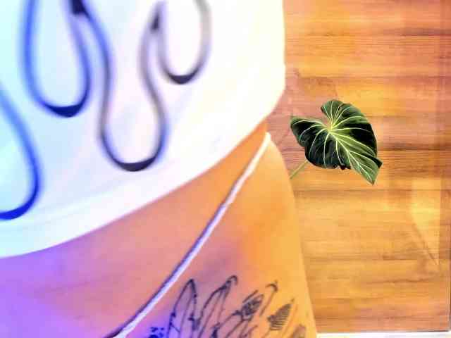 Reeyasimos webcam