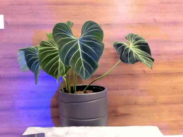 Reeyasimos webcam