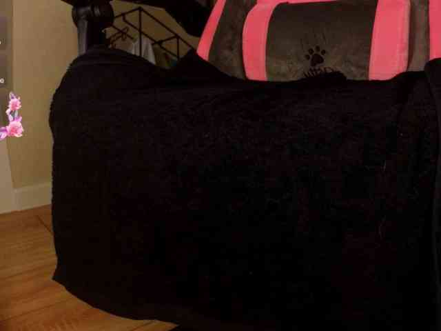 Margo-Kelly webcam