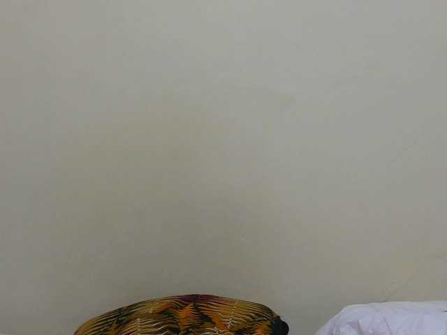 Arriana live cam on BongaCams