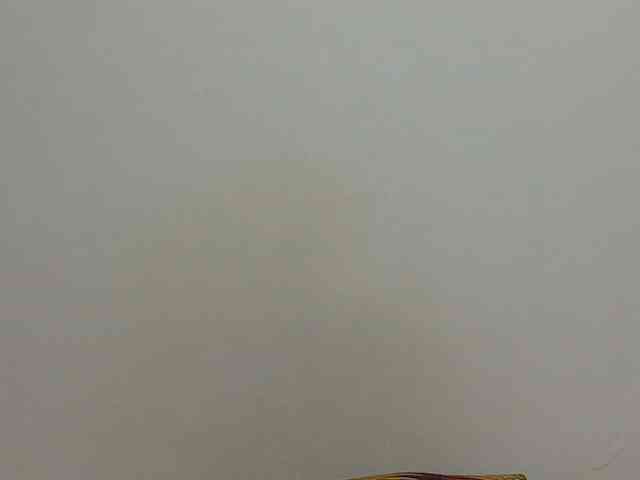 Arriana webcam
