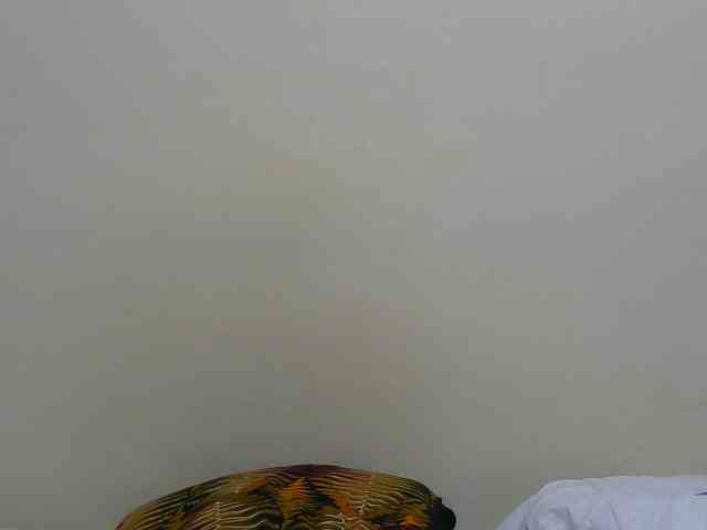 Arriana webcam