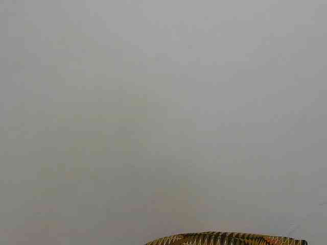 Arriana webcam