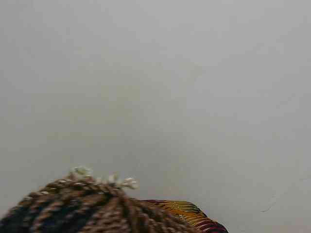 Arriana webcam