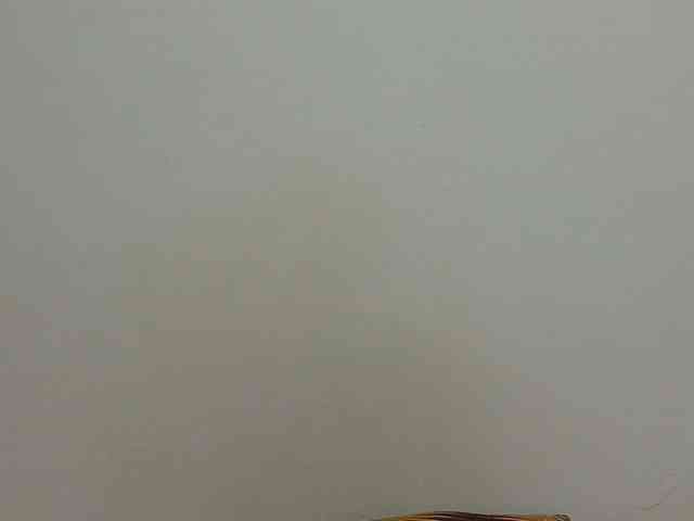 Arriana webcam