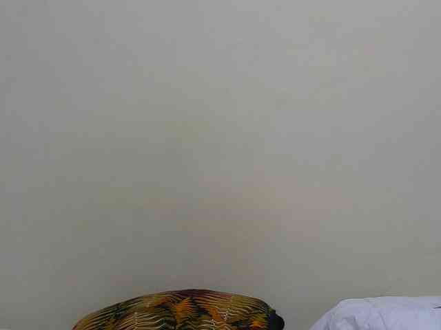 Arriana webcam
