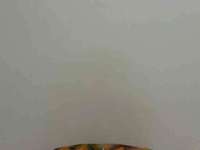 Arriana webcam