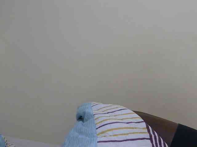 Arriana webcam