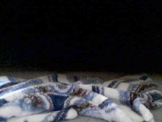 Bongmamabear webcam