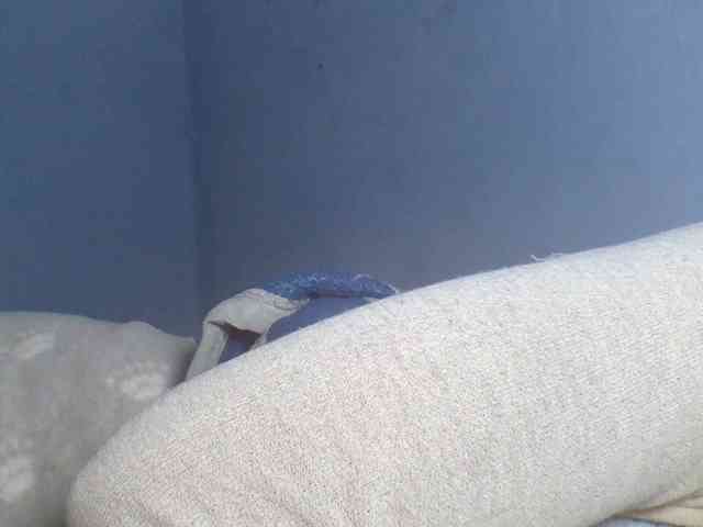 Rema-2 webcam