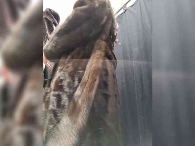pupaa