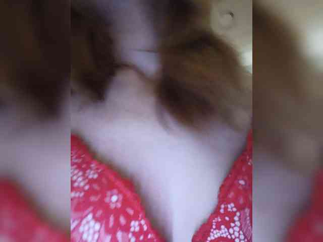 Kissa8 webcam