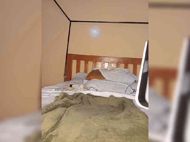 COUGAR-AND-CUB webcam
