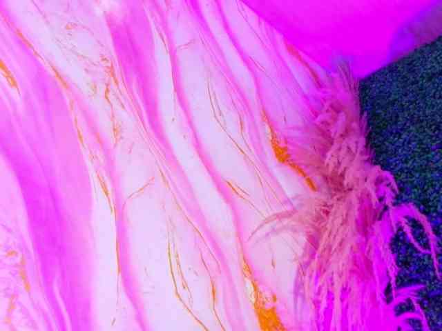 leo-torress Sex Cam Show