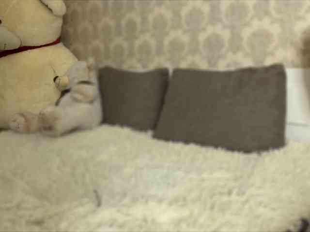 Honey-Trapp webcam