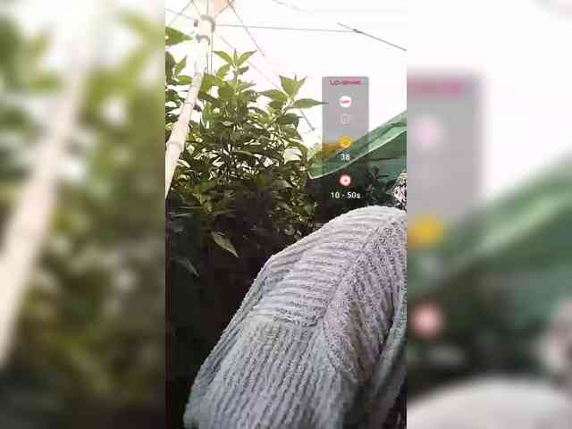 WildAurora webcam