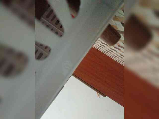 butterflyboo webcam