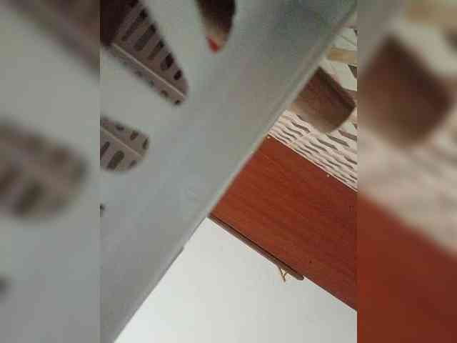 butterflyboo webcam