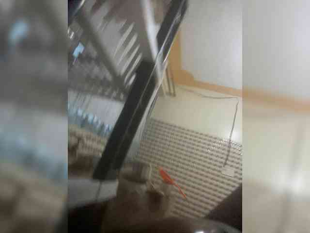 Chocolateboo598 webcam