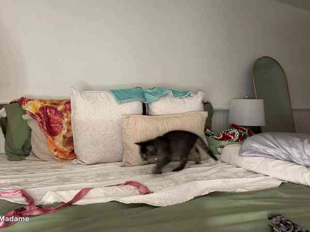 Mysteriousmadam webcam