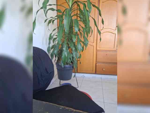 Roccospiaa