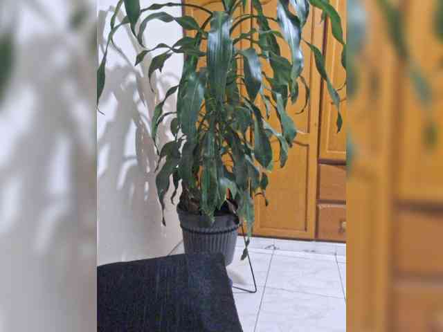 Roccospiaa