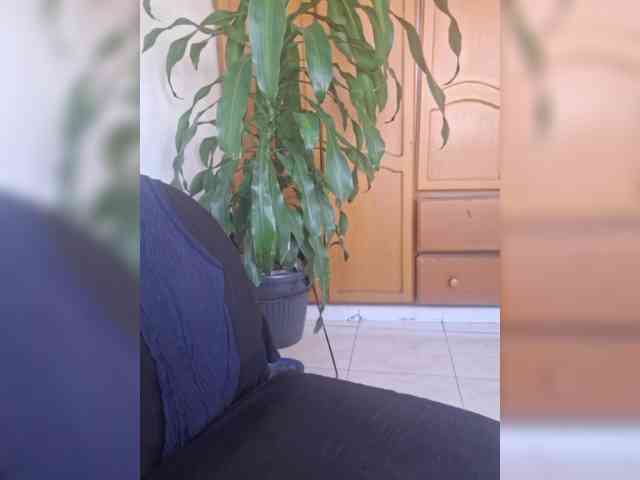 Roccospiaa