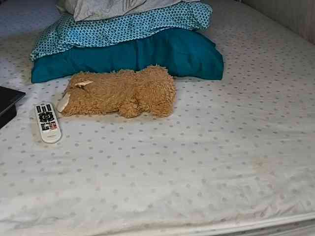 petittegoddess254 webcam