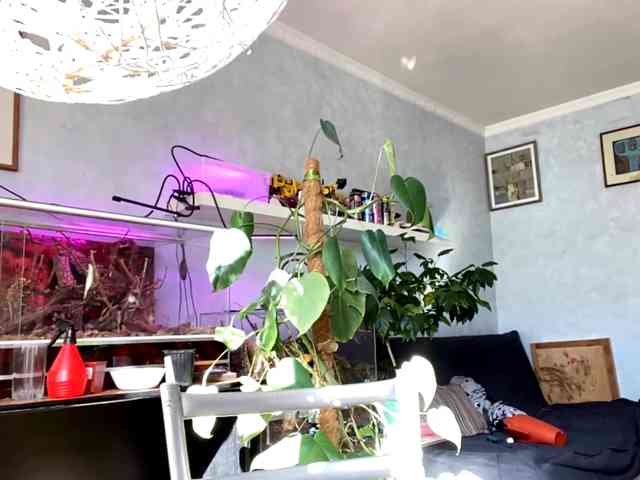 AngelinaVier webcam