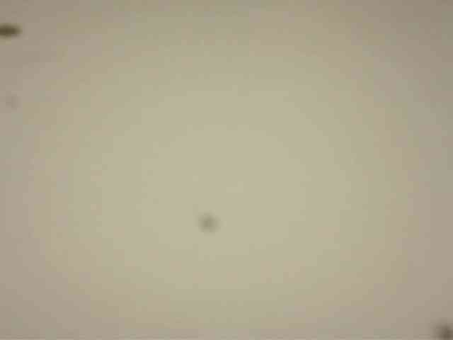 Mabel-Shelly webcam