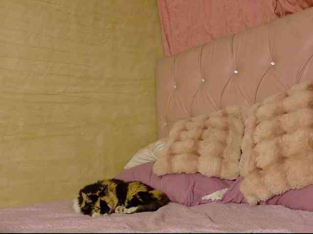 ManuMeow webcam