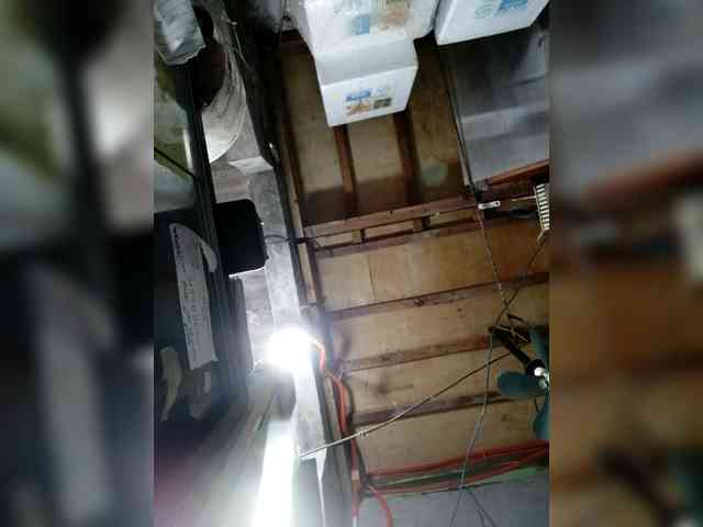 Rhainne webcam