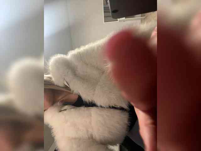 foxes2 webcam