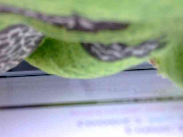 babyellah